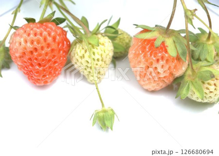 白い背景に成長するイチゴ 126680694