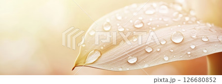 Soft sunlight illuminating a delicate leaf adorned with glistening water droplets creates a serene, beautiful scene in a tranquil pastel color palette 126680852