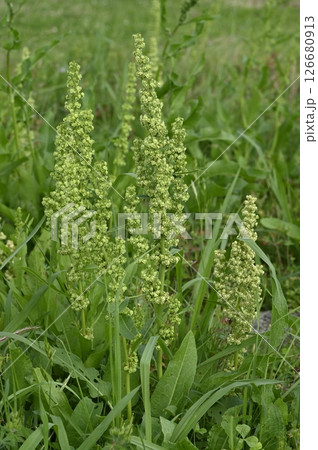 草原に生えるギシギシ 126680913