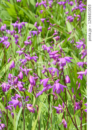 長居植物園の紫蘭 126681003