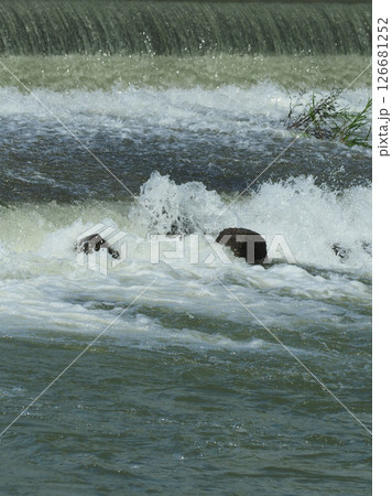 河川の氾濫・増水　溢水　越水　A river overflows 126681252