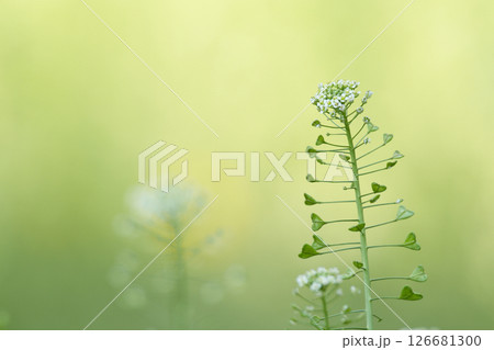 野に咲くナズナ 126681300