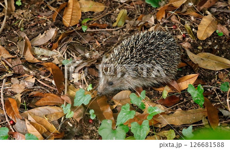 静岡県伊東市に定着した野生のアムールハリネズミ 静岡県伊東市に定着した野生のアムールハリネズミ 126681588