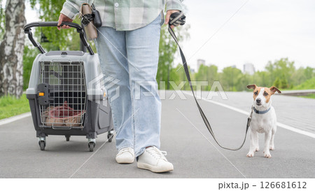 Owner walks Jack Russell Terrier and carries cage for safe travel. Owner walks Jack Russell Terrier and carries cage for safe travel. 126681612