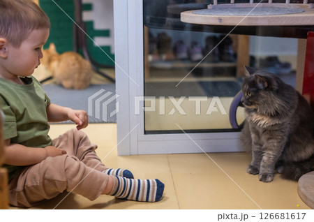 Caucasian little boy in a cat cafe.  126681617