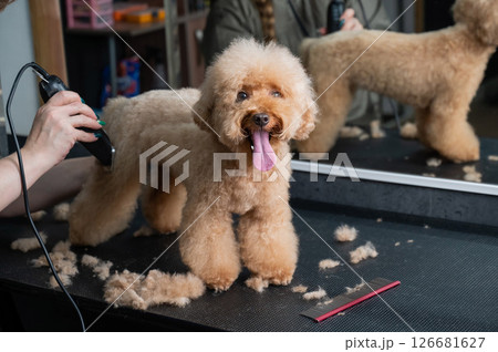 Groomer combing poodle in salon.  126681627