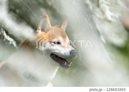 ユキヤナギの公園で遊ぶ柴犬 可愛い柴犬 柴犬茜 ユキヤナギの公園で遊ぶ柴犬 可愛い柴犬 柴犬茜 126681665