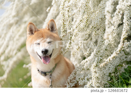 ユキヤナギの公園で遊ぶ柴犬 可愛い柴犬 柴犬茜 ユキヤナギの公園で遊ぶ柴犬 可愛い柴犬 柴犬茜 126681672