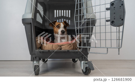 Jack Russell Terrier Dog in Pet Travel Box. Jack Russell Terrier Dog in Pet Travel Box. 126681900