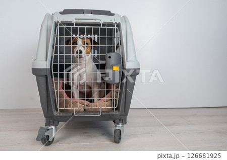 Jack Russell Terrier Dog in Pet Travel Bag. Jack Russell Terrier Dog in Pet Travel Bag. 126681925