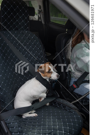 Jack Russell Terrier dog sits in a car with a seat belt.  126681971