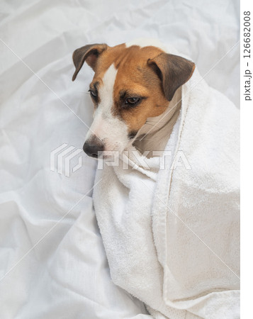 Jack Russell Terrier lying on his back wrapped in a white terry towel.  126682008