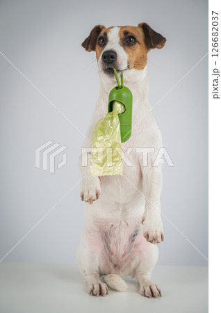 Jack Russell Terrier dog holding container with dog waste bag. Jack Russell Terrier dog holding container with dog waste bag. 126682037