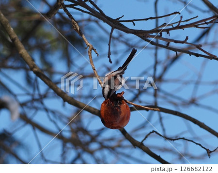 エナガと木の実 エナガと木の実 126682122