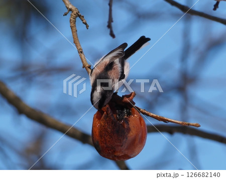 エナガと木の実 126682140