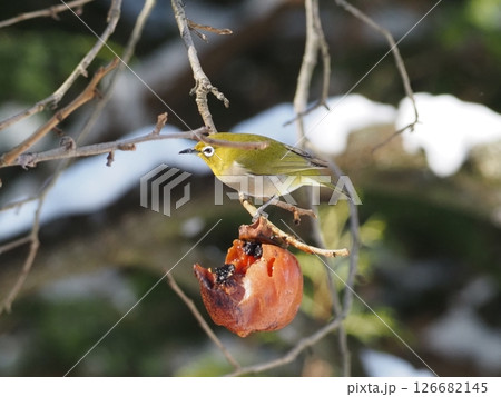 メジロと木の実 126682145