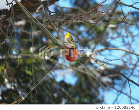 メジロと木の実 126682146