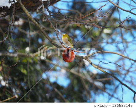 メジロと木の実 126682148