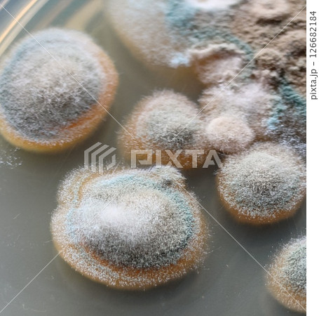 カビを培養した様子 カビを培養した様子 126682184