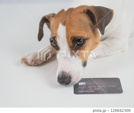 Smart dog with a bank card on a white background. Smart dog with a bank card on a white background. 126682300