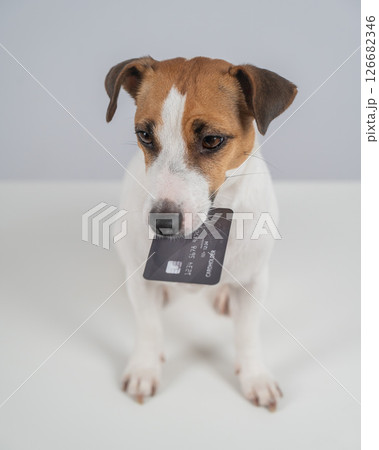 Jack Russell Terrier Dog Holding Credit Card.  126682346