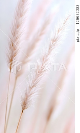 Feather grass, also known as pennisetum, displays its delicate white plumes, swaying gently in a soft, ethereal light, creating a serene and dreamy atmosphere with a blurred background 126682382