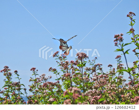 フジバカマの上を舞飛ぶ渡りの蝶アサギマダラ 126682412