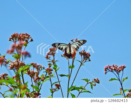 ピンクのフジバカマにとまる渡りの蝶アサギマダラ 126682413