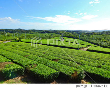 宇部市の人気ビュースポット一面茶畑が広がる藤河内茶園 126682414