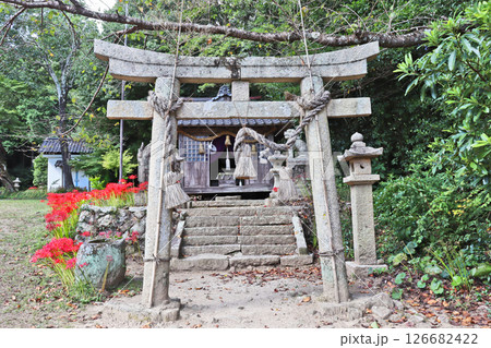 山口市の鰐鳴八幡宮境内にある彼岸花咲く柊社 山口市の鰐鳴八幡宮境内にある彼岸花咲く柊社 126682422