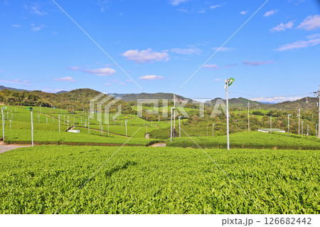 宇部市の人気ビュースポット一面に茶畑が広がる藤河内茶園 126682442