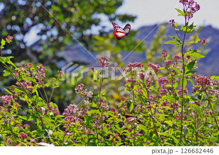 フジバカマの上を舞飛ぶ渡りの蝶アサギマダラ 126682446