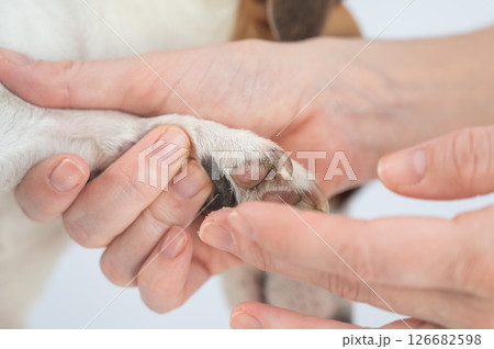 The owner puts wax on the dog's paws.  126682598