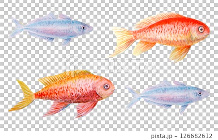 Watercolor set of four colorful fish, hand-painted in blue, red, orange, and yellow tones. Isolated marine elements perfect for ocean-themed compositions and underwater scenes. Watercolor set of four colorful fish, hand-painted in blue, red, orange, and yellow tones. Isolated marine elements perfect for ocean-themed compositions and underwater scenes. 126682612