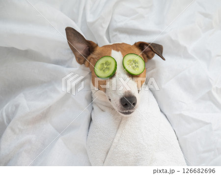 Jack Russell Terrier Wrapped in Towel with Cucumbers on Eyes. Dog Spa.  126682696
