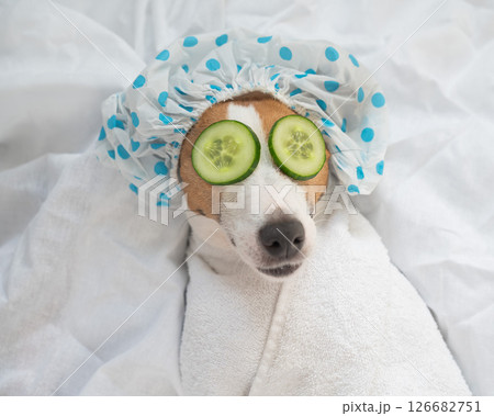 Jack Russell Terrier in a shower cap and a towel with cucumbers on his eyes. Dog spa. Jack Russell Terrier in a shower cap and a towel with cucumbers on his eyes. Dog spa. 126682751
