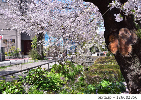 世田谷・代沢・北沢川緑道の桜並木 126682856
