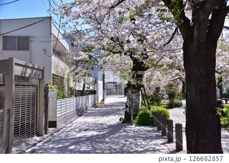 世田谷・代沢・北沢川緑道の桜並木と茶沢通り 126682857