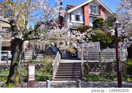 世田谷・代田・北沢川緑道の桜 世田谷・代田・北沢川緑道の桜 126682859