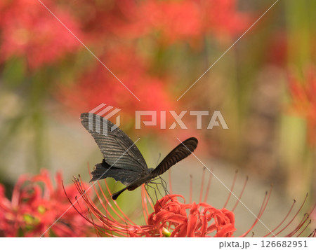 赤い彼岸花とクロアゲハ 126682951