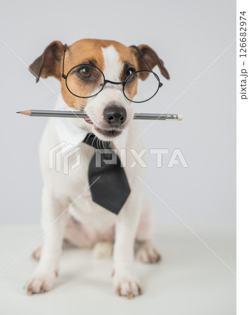Jack Russell Terrier Dog Wearing Glasses Holds Pencil.  126682974