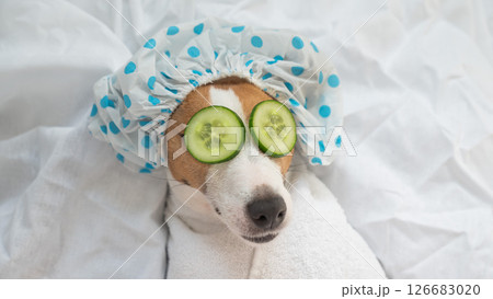 Jack Russell Terrier in a shower cap and a towel with cucumbers on his eyes. Dog spa.  126683020