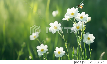 Honey bee flying and pollinating white flowers in a green meadow during a sunny summer day, representing concepts such as nature, pollination, and the beauty of wildflowers 126683173