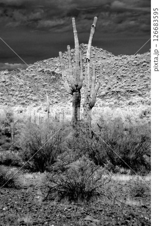 San Tan Mountains Sonora Desert Arizona Monochrome 126683595