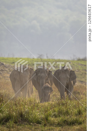 wild asian elephant or Elephas maximus indicus herd or group family head on aggression in summer season safari in natural green scenic grassland at jim corbett national park forest uttarakhand india wild asian elephant or Elephas maximus indicus herd or group family head on aggression in summer season safari in natural green scenic grassland at jim corbett national park forest uttarakhand india 126683617