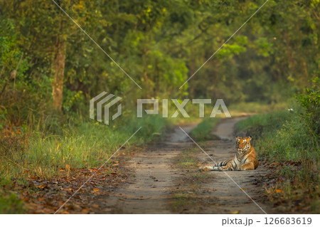wild female bengal tiger or panthera tigris roadblock showstopper sitting blocking scenic road winter season morning light safari terai arc landscape forest piliibhit national park uttar pradesh india wild female bengal tiger or panthera tigris roadblock showstopper sitting blocking scenic road winter season morning light safari terai arc landscape forest piliibhit national park uttar pradesh india 126683619