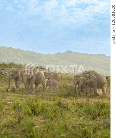 wild aggressive asian elephant or Elephas maximus indicus herd or group family running in summer season safari in natural green scenic grassland at jim corbett national park forest uttarakhand india 126683620