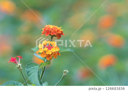カラフルなランタナの花 126683836