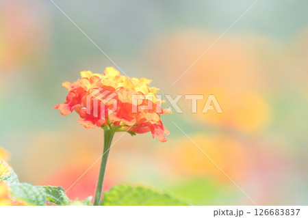 赤い花ランタナ 126683837