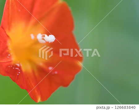 赤いマルバルコウソウの花 126683840
